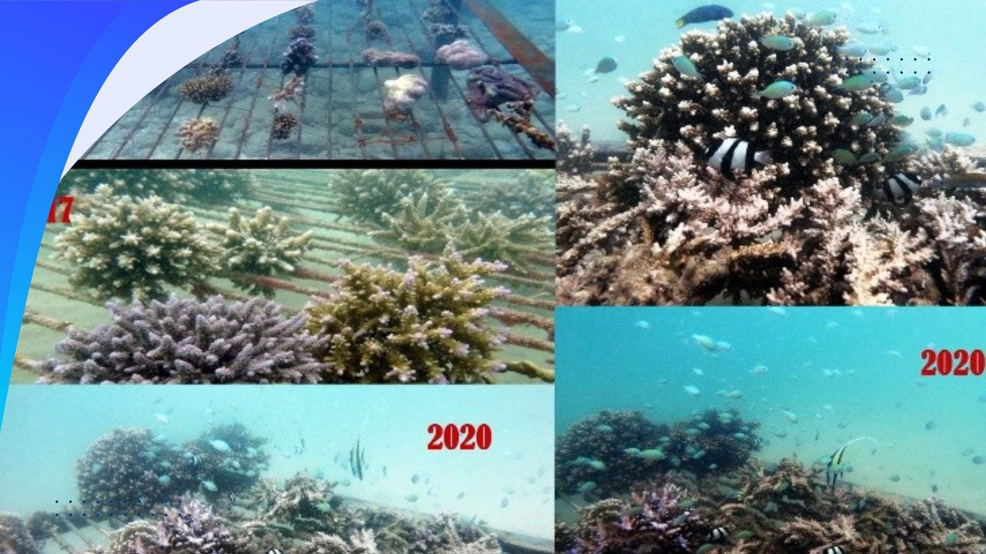 Coral Gardening Project: Restoring Reef Health and Marine Biodiversity