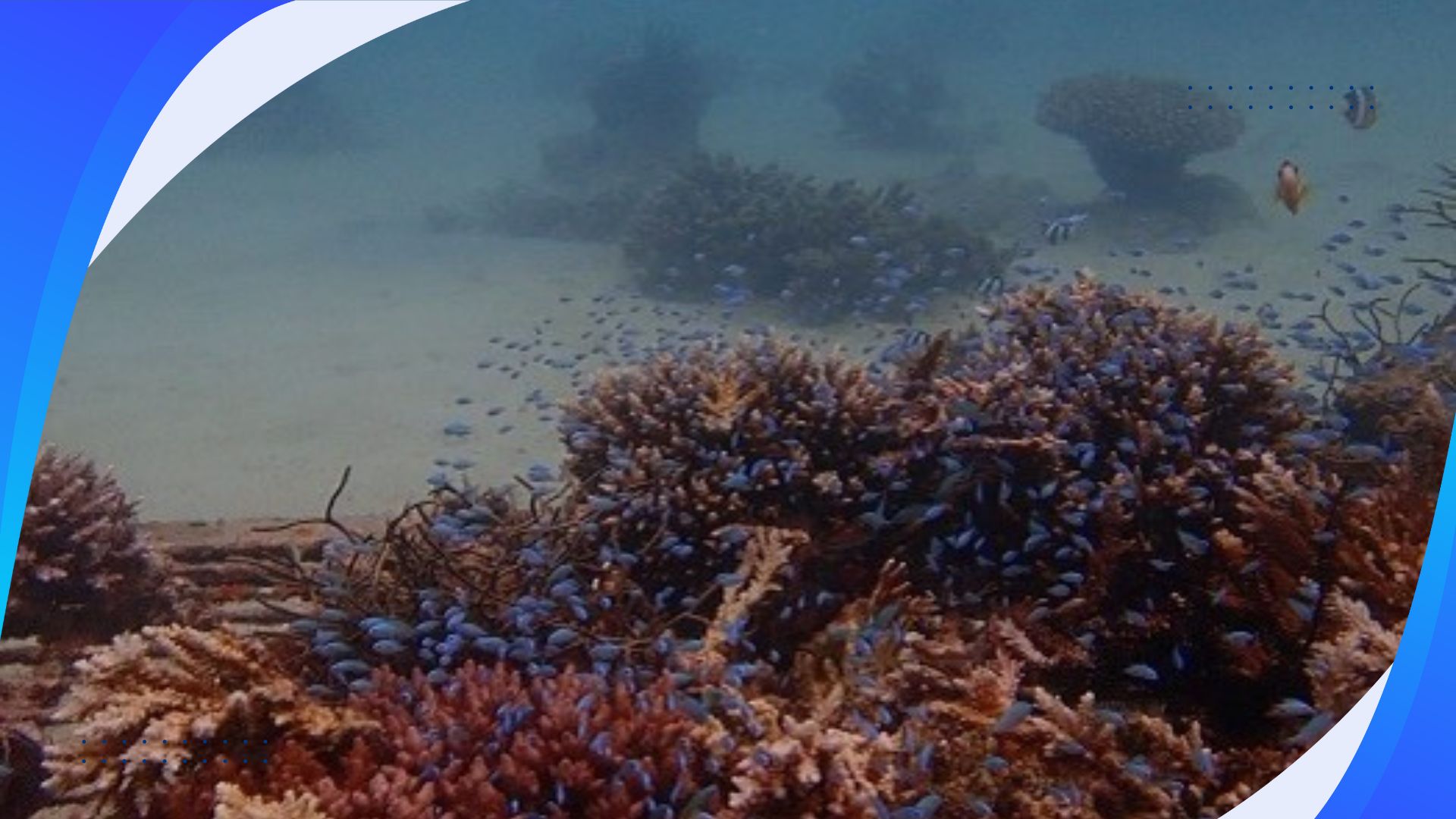 Coral Gardening Project: Restoring Reef Health and Marine Biodiversity